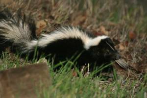skunk